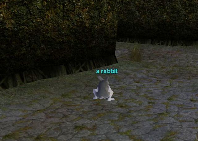 迷宮の中にウサギ発見